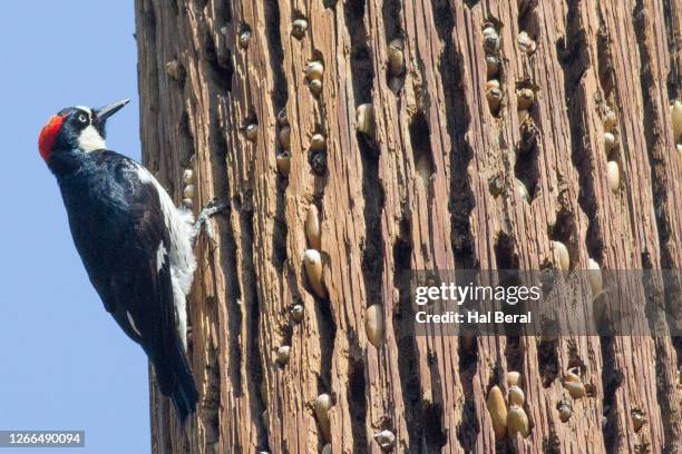 acorn woodpecjer with hoard of stored acorns - woodpecker stock pictures, royalty-free photos & images
