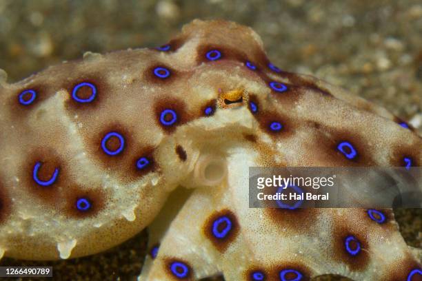blue-ringed octopus close-up - blue ringed octopus stock pictures, royalty-free photos & images