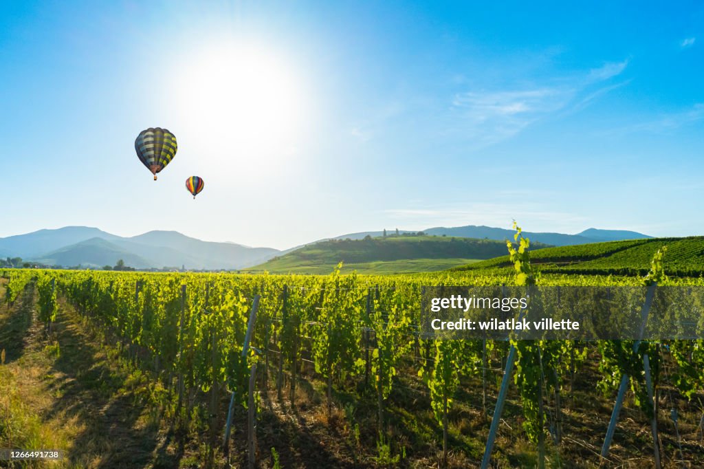 The vineyards around the city of Colmar, France.