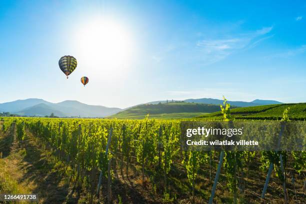 the vineyards around the city of colmar, france. - hot air balloon landscape stock pictures, royalty-free photos & images