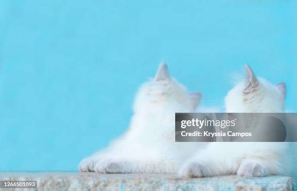 two white kittens looking a wall - persian wall art stock-fotos und bilder