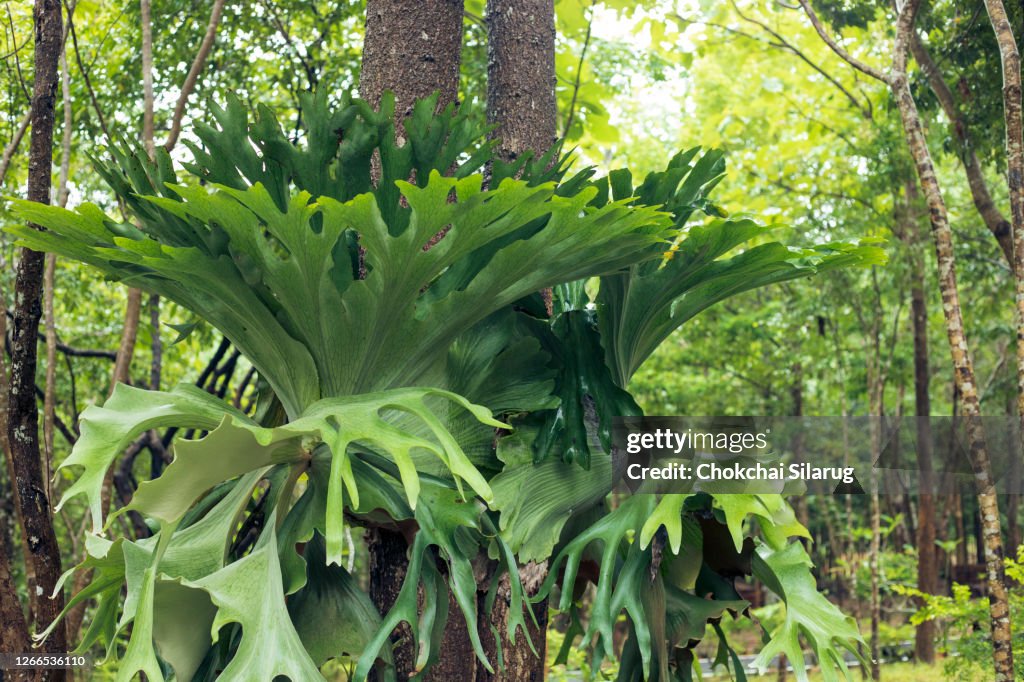 Platycerium superbum,Holttum’s Staghorn-fern Ornamental trees often depend on the tree.Close up,