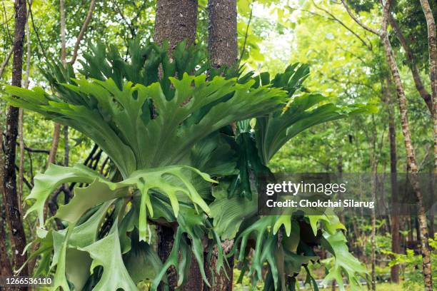 platycerium superbum,holttum’s staghorn-fern ornamental trees often depend on the tree.close up, - elkhorn fern stock pictures, royalty-free photos & images