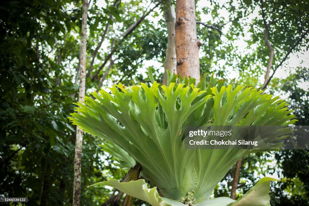 Close up,Platycerium superbum
