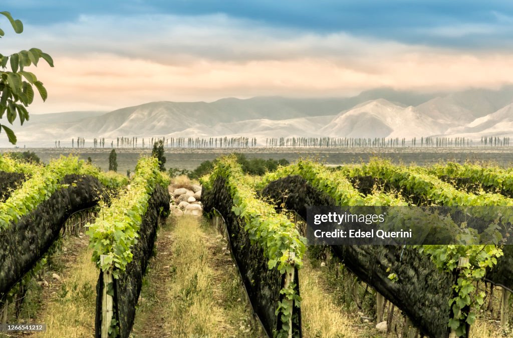 Die Weinberge von Tupungato in der Weinregion Mendoza in Argentinien.