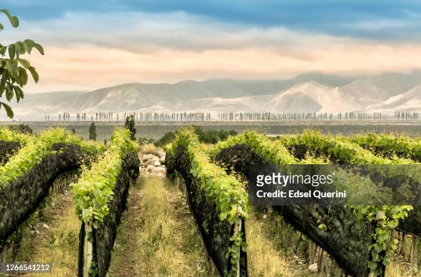 les vignobles de tupungato dans la région viticole de mendoza, argentine. - mendoza argentina photos et images de collection