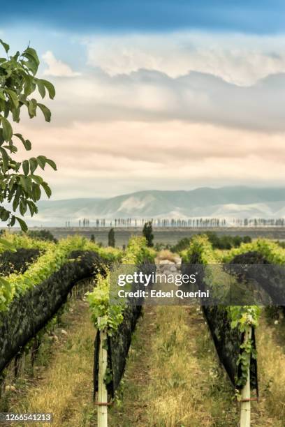 tupungato's wijngaarden in het wijngebied mendoza, argentinië. - mendoza stockfoto's en -beelden