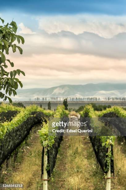 tupungato´s vineyards in the mendoza wine region, argentina. - argentina wine stock pictures, royalty-free photos & images