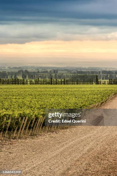 viñedos de tupungato en la región vinícola de mendoza, argentina. - mendoza argentina fotografías e imágenes de stock