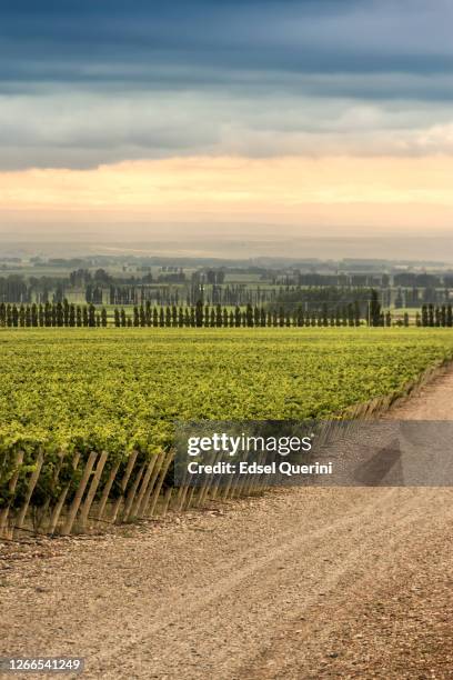 tupungato´s vineyards in the mendoza wine region, argentina. - argentina food imagens e fotografias de stock