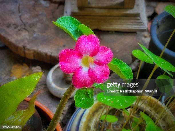 pink adenium flower. - adenium obesum stock-fotos und bilder