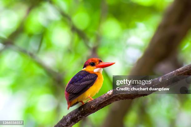 bird, black backed kingfisher (oriental dwarf kingfisher) or three-toed kingfisher - black bird with orange beak stock pictures, royalty-free photos & images