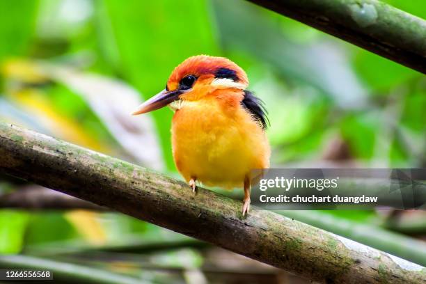 bird, black backed kingfisher (oriental dwarf kingfisher) or three-toed kingfisher - black bird with orange beak stock pictures, royalty-free photos & images