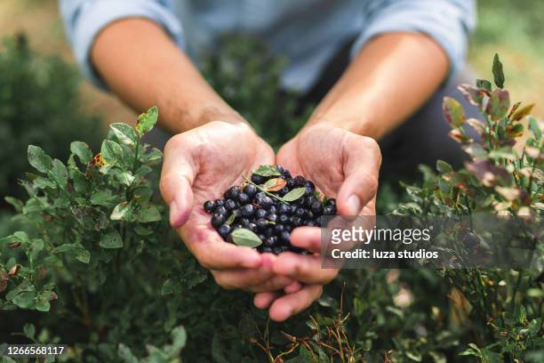 森林中一手野生藍莓。 - uncultivated 個照片及圖片檔