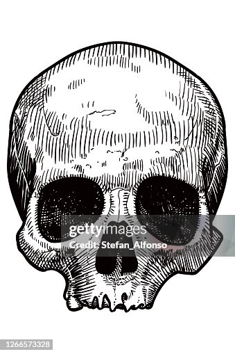 Vector drawing of a skull Vector drawing of a skull