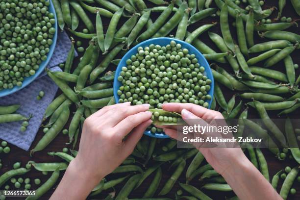 a woman or girl peels fresh juicy pods of green peas and puts them on a blue plate. peas are scattered on the wooden table. vegetarian, vegan, and raw food. natural organic farm products. - pod stock pictures, royalty-free photos & images