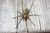 Flatly view giant house spider on wood