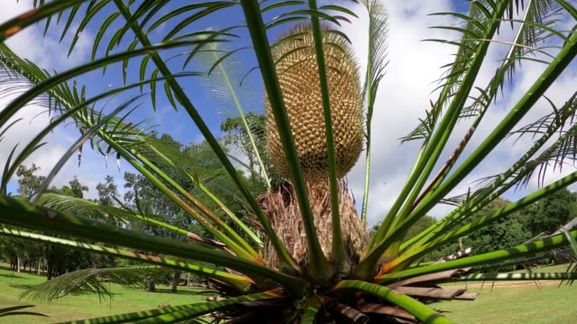 72 Cycad Videos and HD Footage - Getty Images