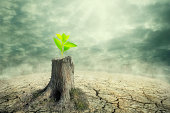 New beginning and the cycle of life concept of hope and recovery as a sapling plant growing from a dead tree as a psychology of a start or young business determination.