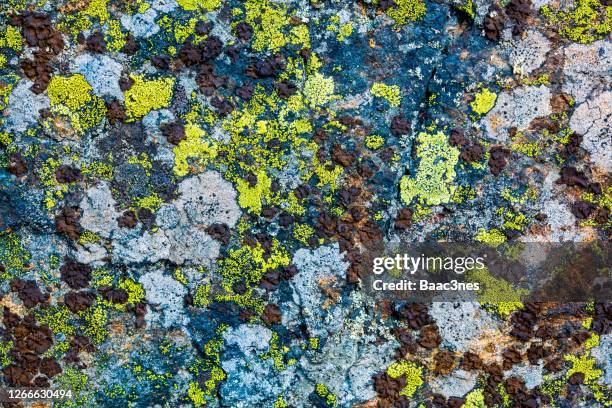 natural abstract art - lichen on a rock - yellow lichen stock pictures, royalty-free photos & images