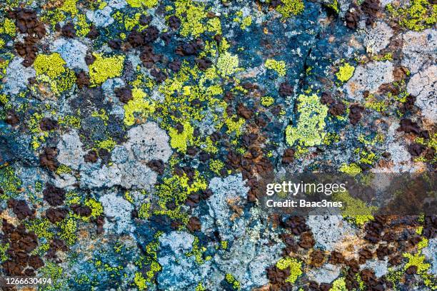 natural abstract art - lichen on a rock - lichen formation stock pictures, royalty-free photos & images