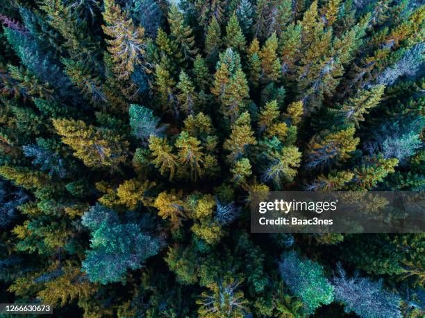 trees seen from above - norway spruce stock pictures, royalty-free photos & images