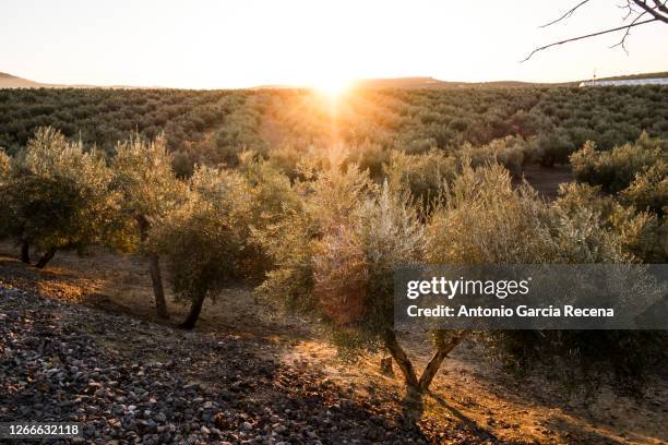 sunset images of olives in summer day - olives stock-fotos und bilder