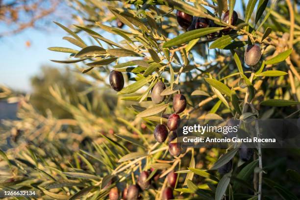 close up detail of olives branches with black olives, jaen, spain - olivo fotografías e imágenes de stock