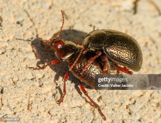 beetles mating (chrysolina bankii) - chrysolina stock pictures, royalty-free photos & images