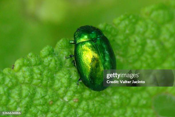 leaf beetle (chrysolina viridana) - chrysolina stock pictures, royalty-free photos & images