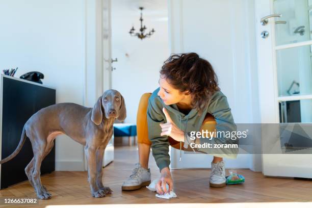 jonge vrouw die vinger bij haar puppy weimar kwispelt voor het plassen op de vloer - potty training stockfoto's en -beelden
