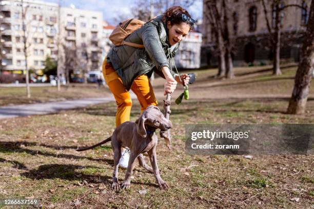 young woman taking the stick from her weimar puppy in the park - dog park stock pictures, royalty-free photos & images