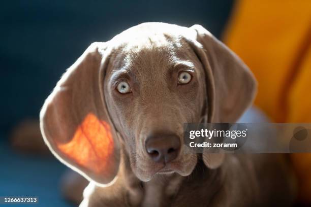 weimaraner valp tittar på kameran, närbild - weimaraner bildbanksfoton och bilder