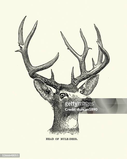 head and antlers of a mule deer (odocoileus hemionus) - mule deer stock illustrations