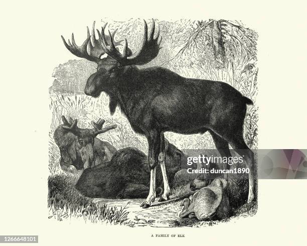 family of elk, moose - moose stock illustrations