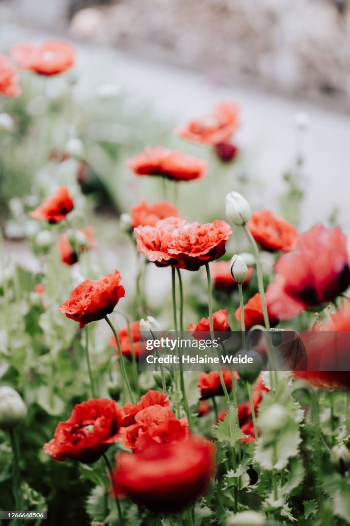 Poppy flowers
