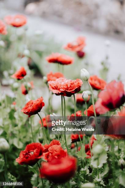 poppy flowers - klaproos stockfoto's en -beelden