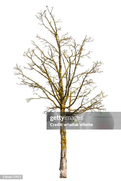 dead tree isolated with white background - bare tree branches stock pictures, royalty-free photos & images