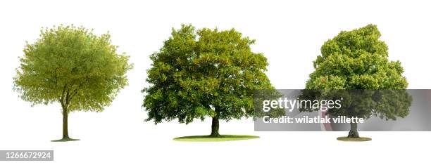 collections green tree isolated on white background. - birch tree stock pictures, royalty-free photos & images