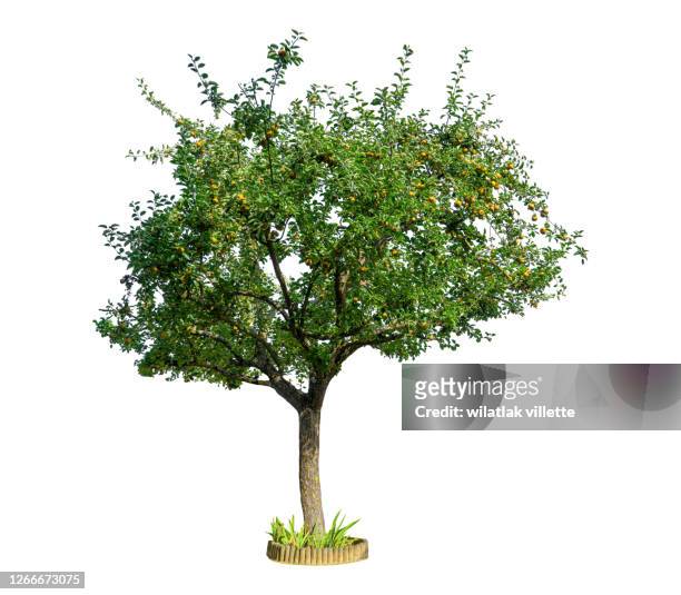 apple tree on a white background. - tree stock pictures, royalty-free photos & images