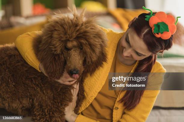 sommige pluizige knuffels aan deze mooie hond - brown poodle stockfoto's en -beelden