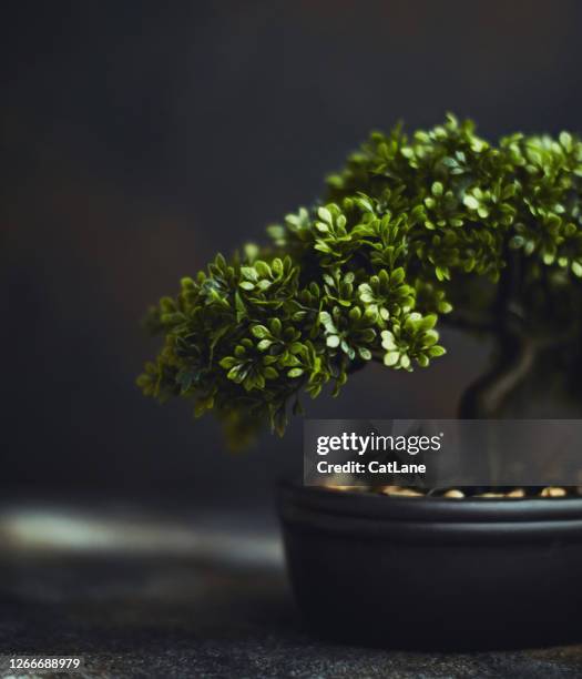 tiny bonsai tree - banzai stock pictures, royalty-free photos & images