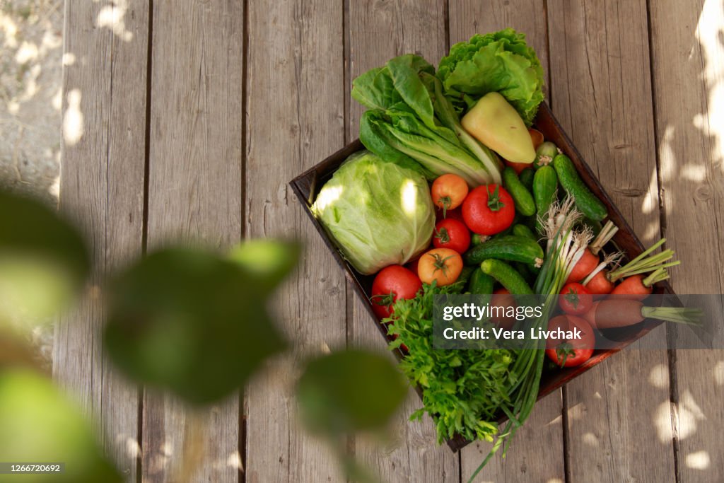 Bio food. Garden produce and harvested vegetable. Fresh farm vegetables in wooden box. Carrots and beets. tomatoes, cucumbers, cabbage, parsley, salad