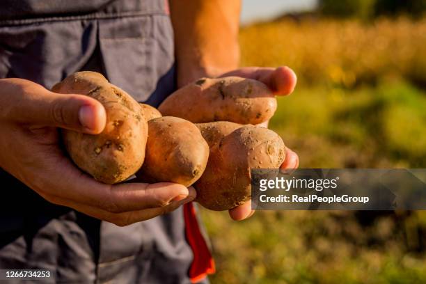 farmer show his organic potato harvest at field - potato harvest imagens e fotografias de stock
