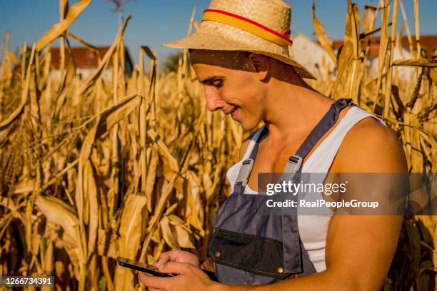 close up of young farmer hands in corn field with tablet in his hands and examining - green shirt stock pictures, royalty-free photos & images