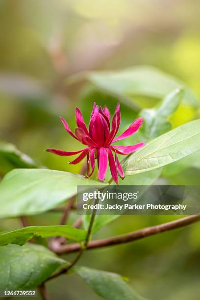 calycanthus occidentalis, commonly called californian allspice bush or western sweetshrub, red summer flower - allspice stock-fotos und bilder