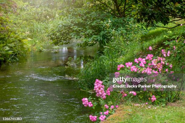 Tumbling Roses 550 Rosa Brooks Stock Photos, High-Res Pictures, and Images - Getty Images