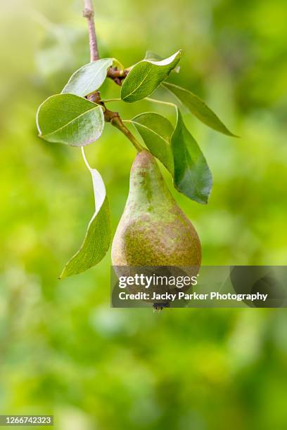 close-up image of a single conference pear hanging from a branch - pear tree stock pictures, royalty-free photos & images