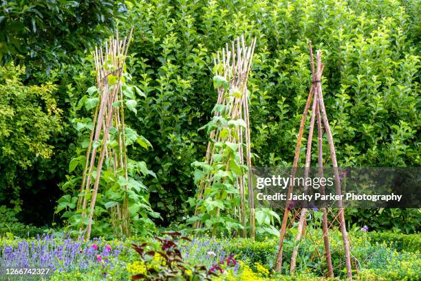 runner beans growing in a vegetable garden on a wigwam made of wooden sticks - runner beans stock pictures, royalty-free photos & images