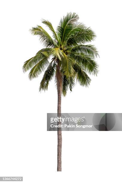 coconut palm tree isolated on white background. - palmera fotografías e imágenes de stock